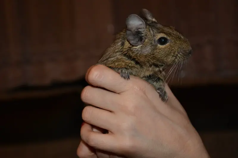 Jak wybrać najlepsze karmy dla koszatniczek